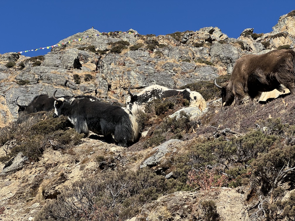 Yaks