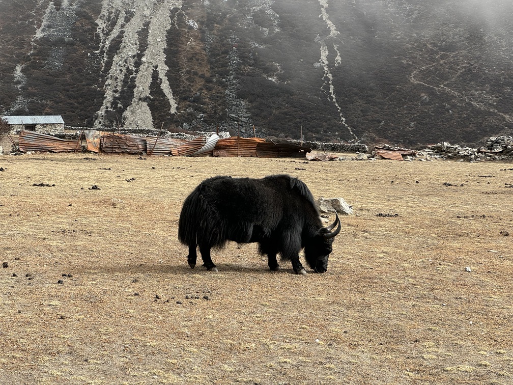 Yak